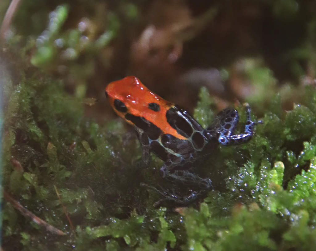 Amazon poison frog "Iquitos" (Ranitomeya amazonica)
