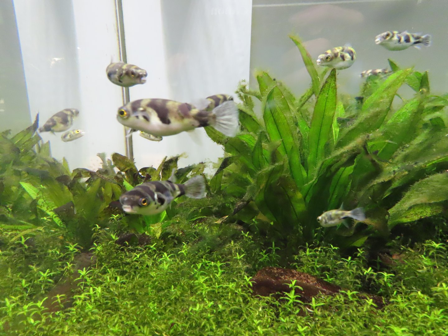 Amazon puffer(Colomesus asellus)