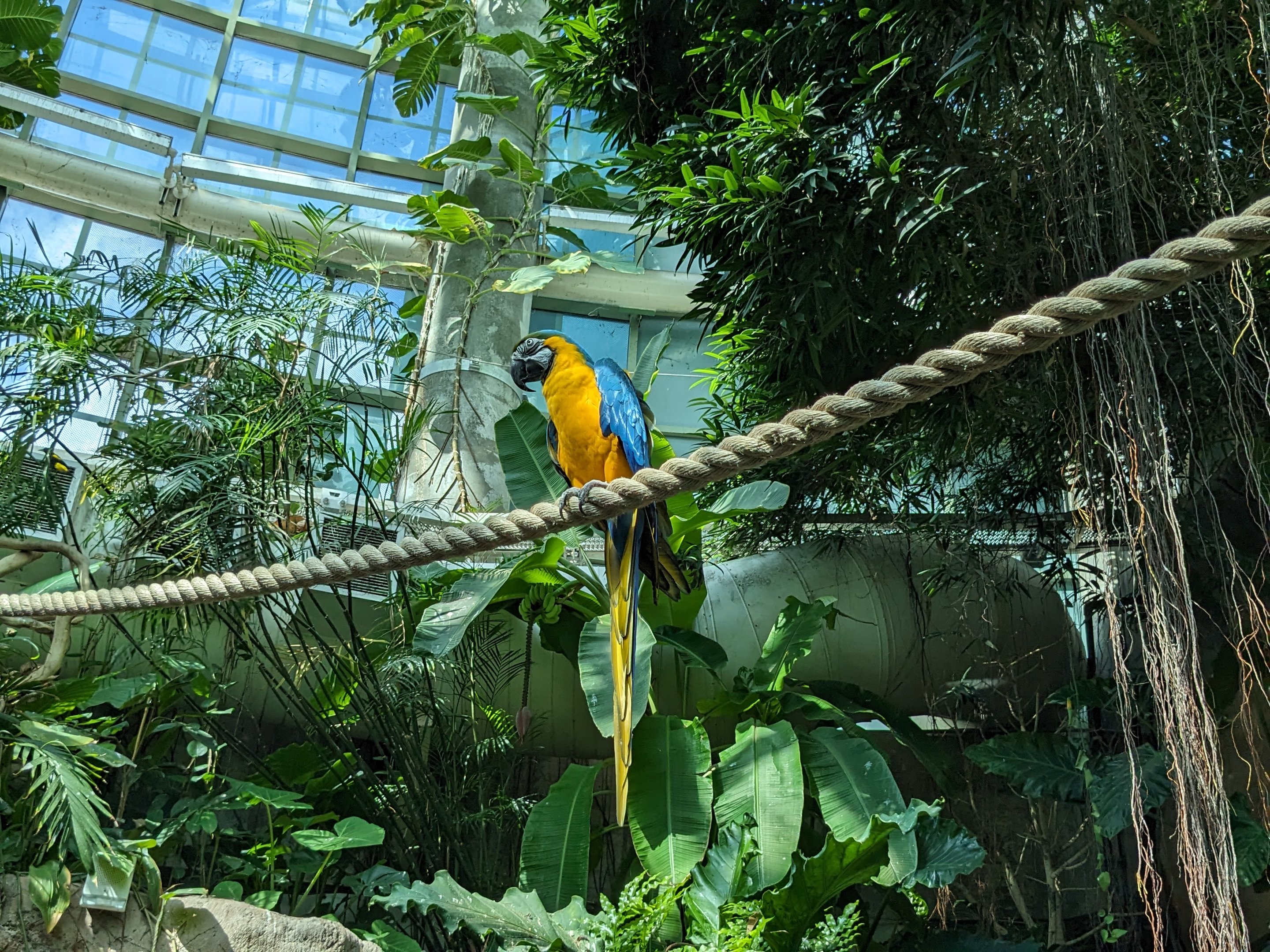 Amazon Rainforest - blue and gold macaw on a perch