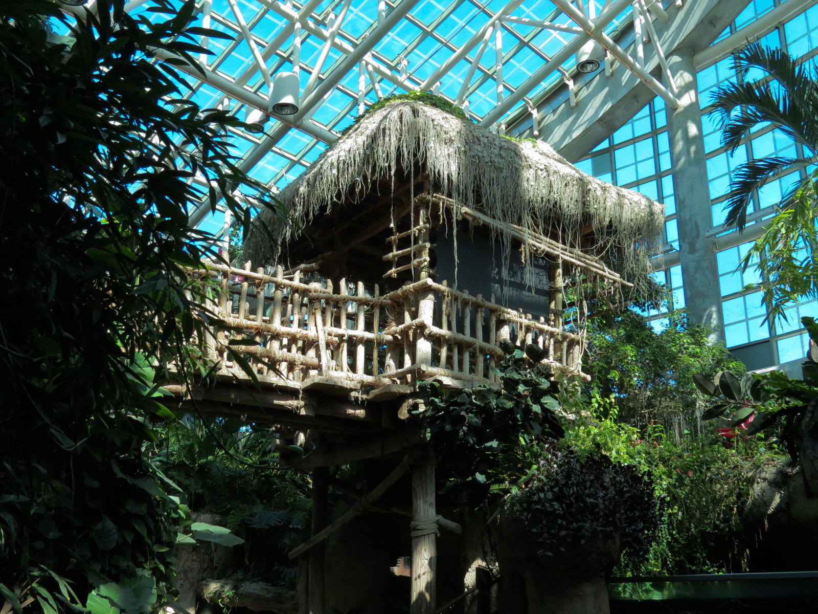 Amazon Rainforest - Elevated Path