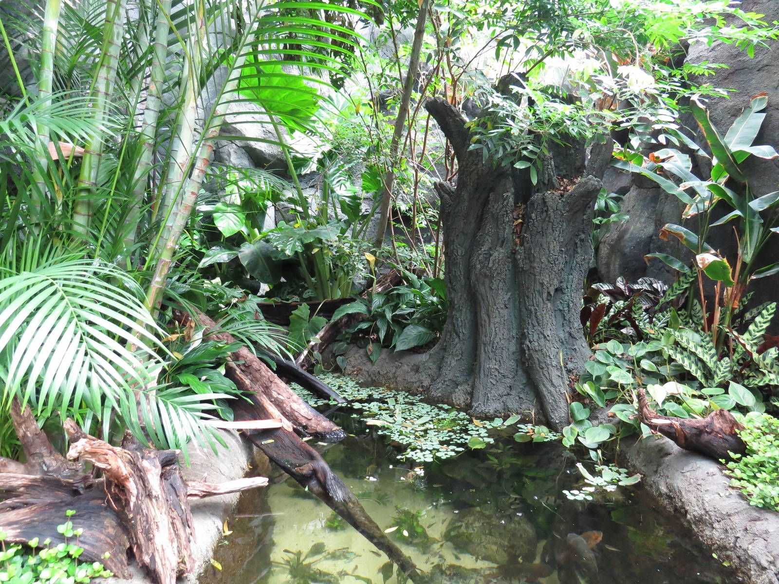 Amazon rainforest exhibit, June 2015