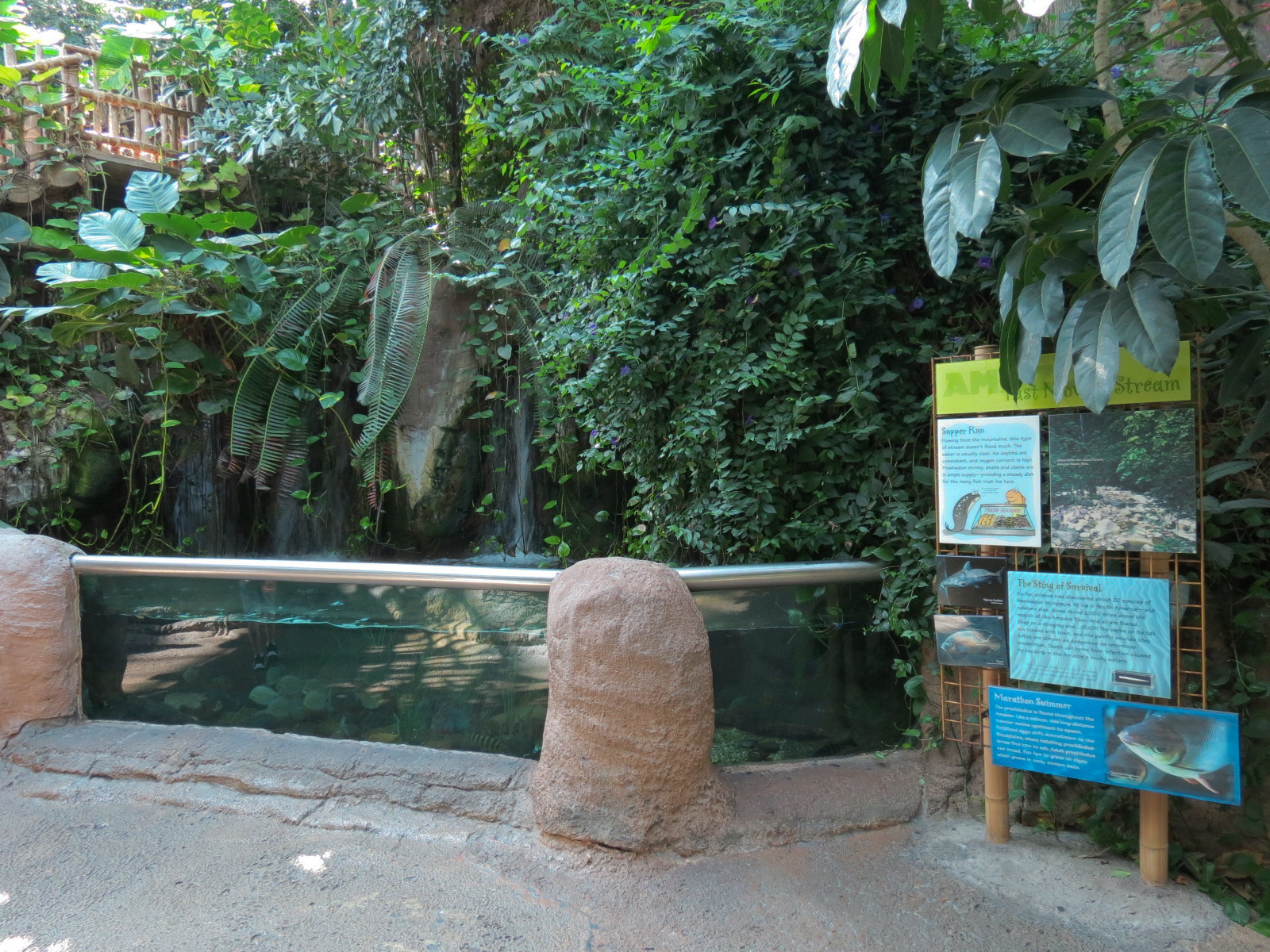 Amazon Rainforest - 'Fast Moving Stream' Exhibit