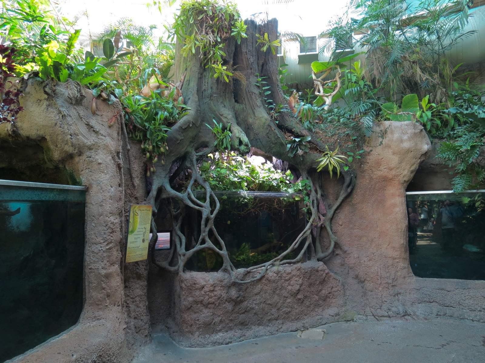 Amazon Rainforest - Fish Exhibits