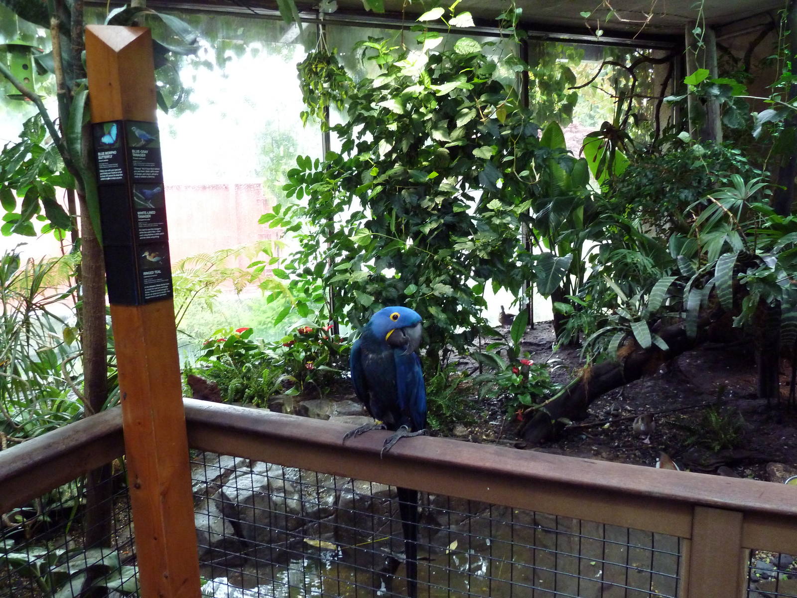 Amazon Rainforest - Free-Ranging Hyacinth Macaw