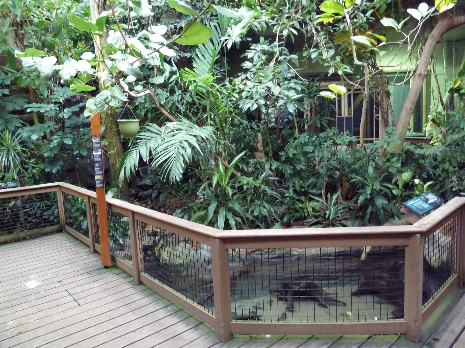 Amazon Rainforest Gallery