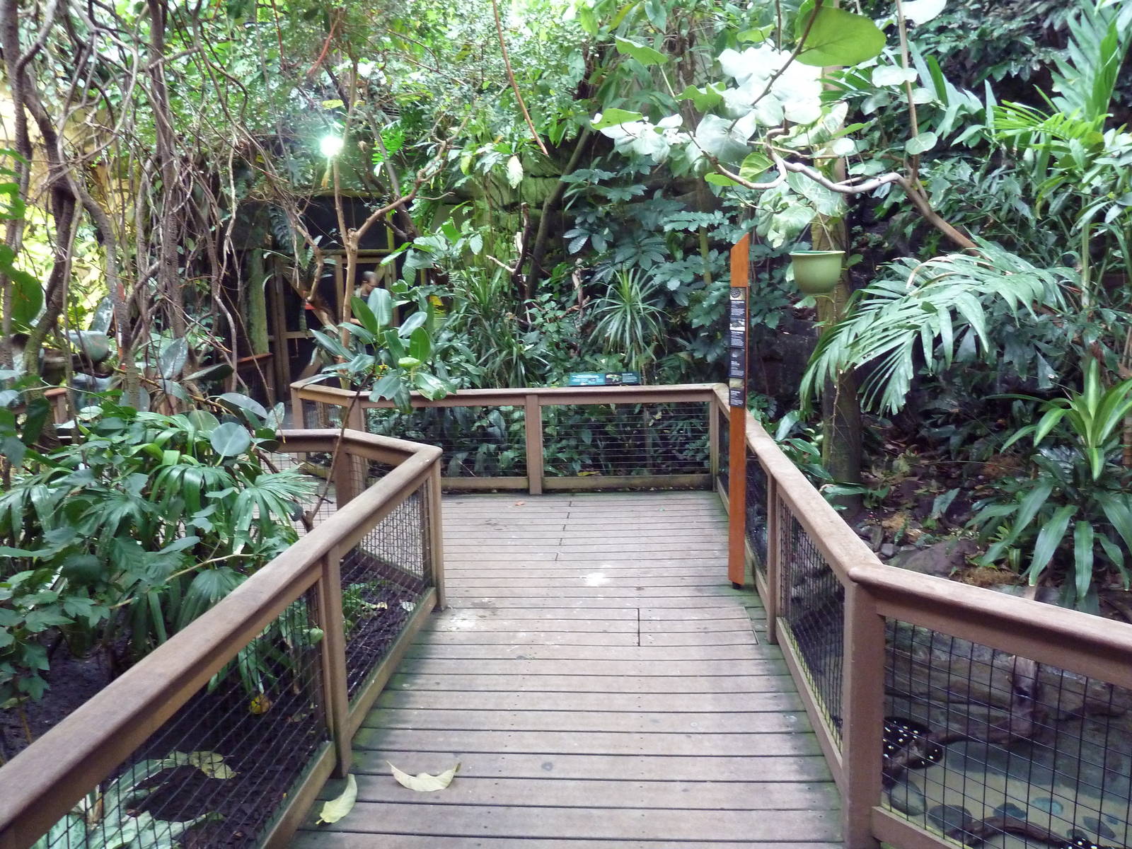 Amazon Rainforest Gallery