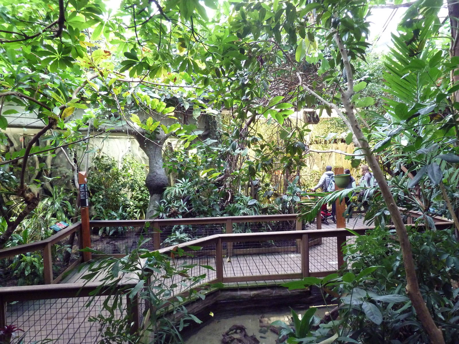Amazon Rainforest Gallery