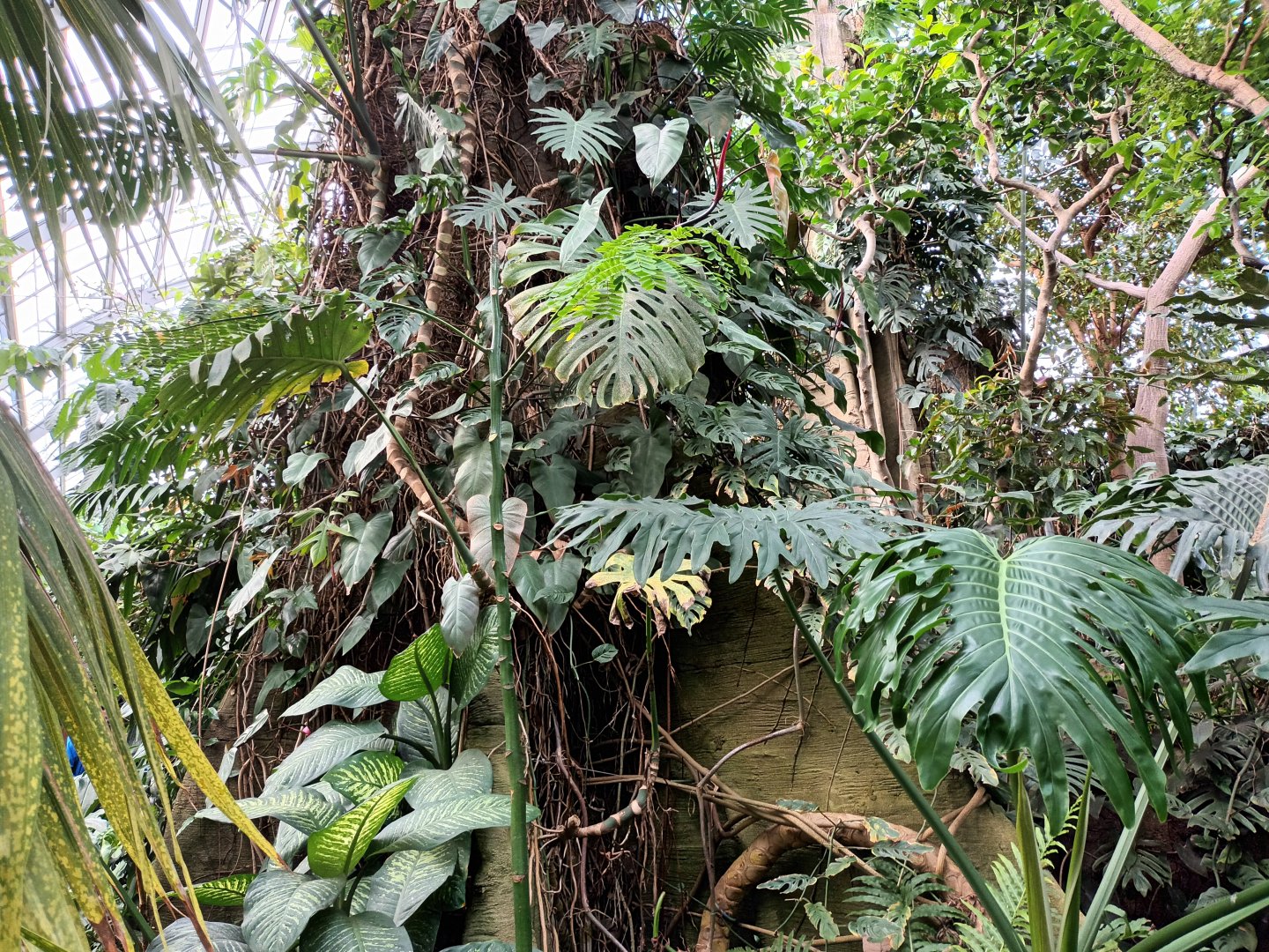 Amazon Rainforest General View