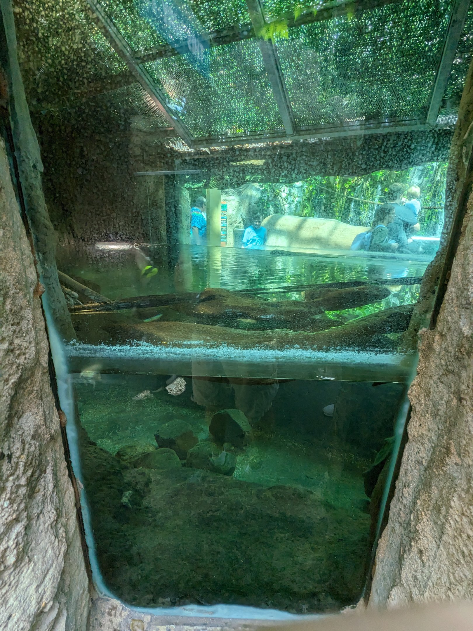 Amazon Rainforest - green anaconda
