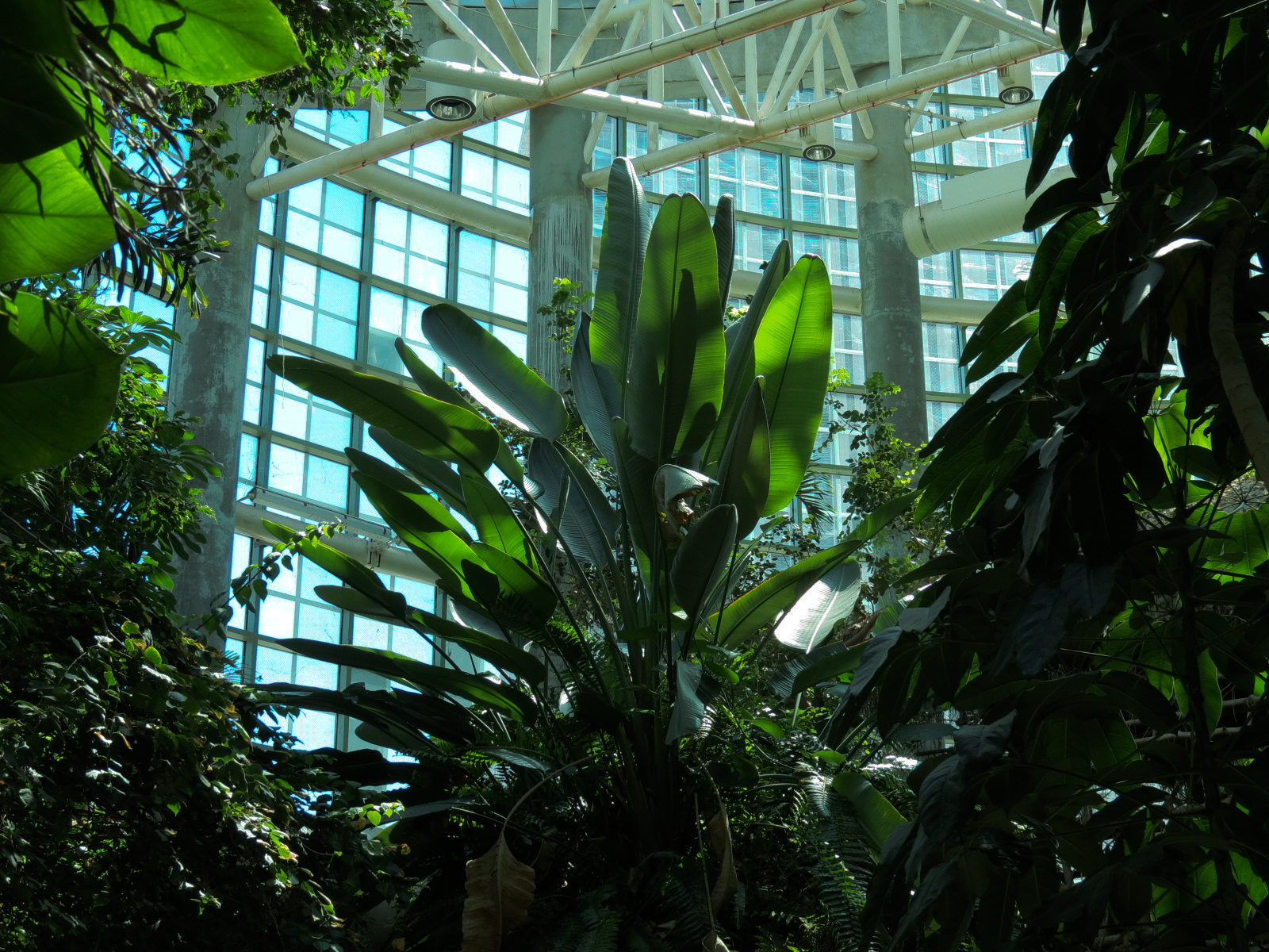 Amazon Rainforest - Interior
