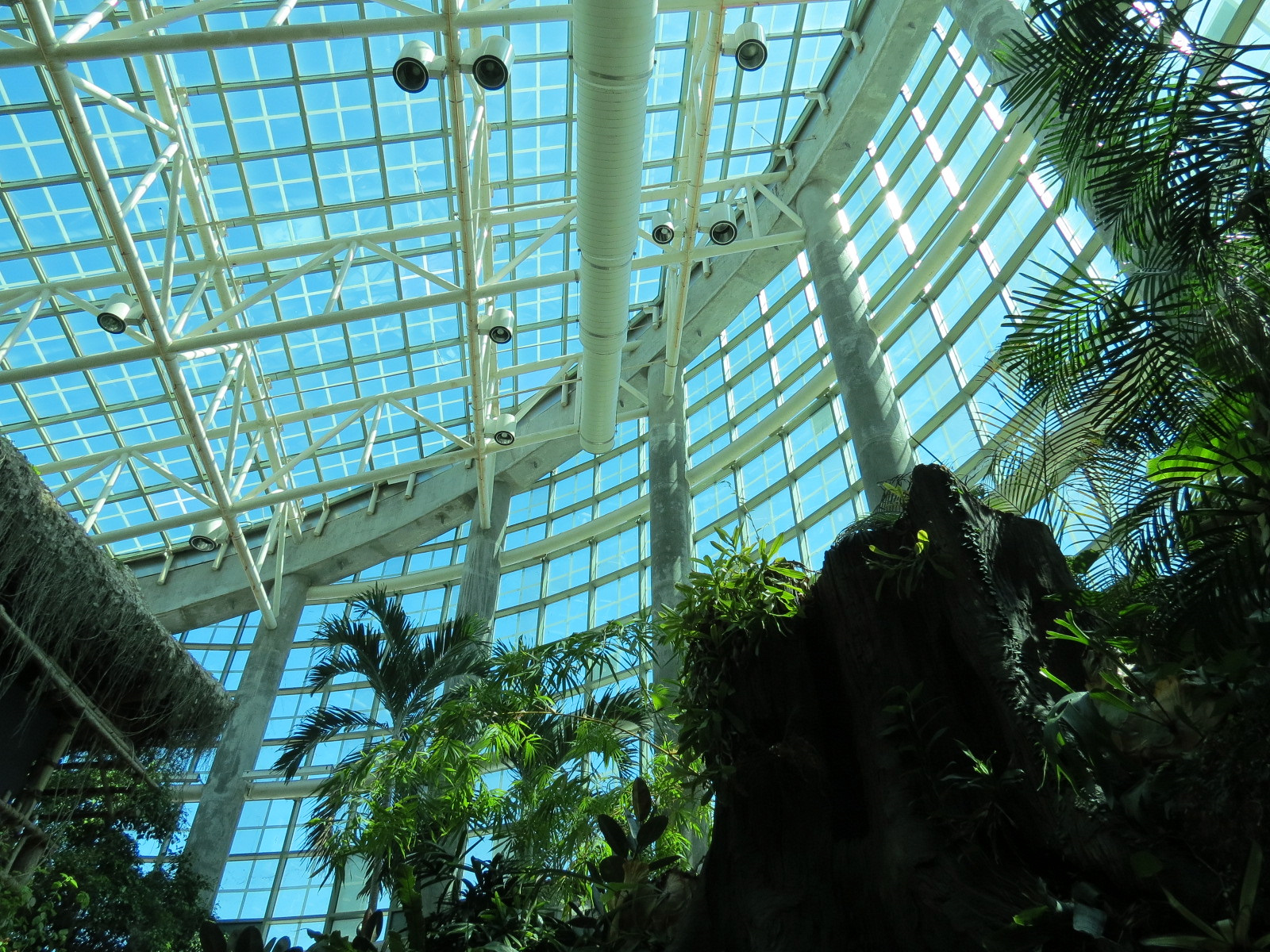 Amazon Rainforest - Interior