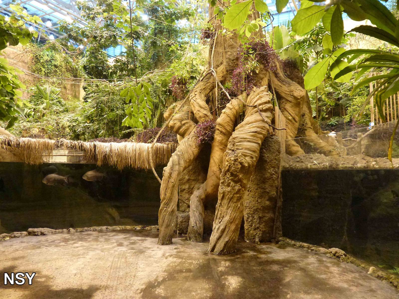 Amazon rainforest, June 2013.