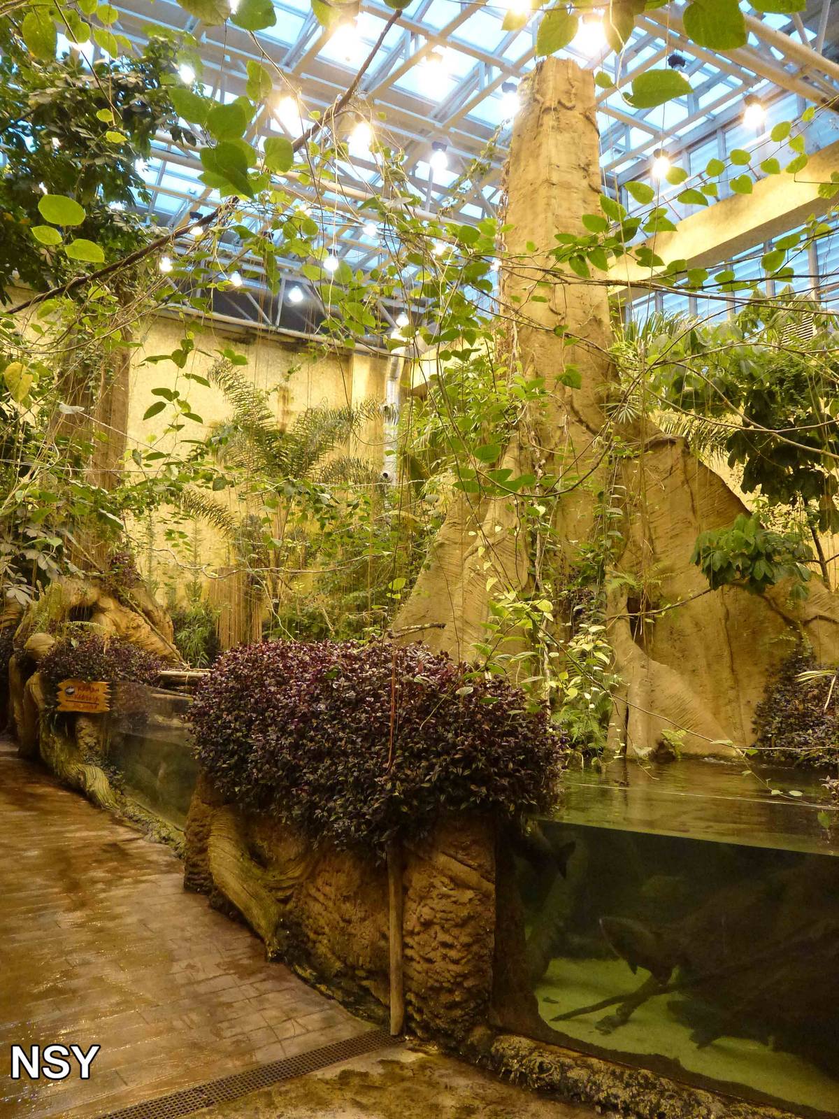 Amazon rainforest, June 2013.