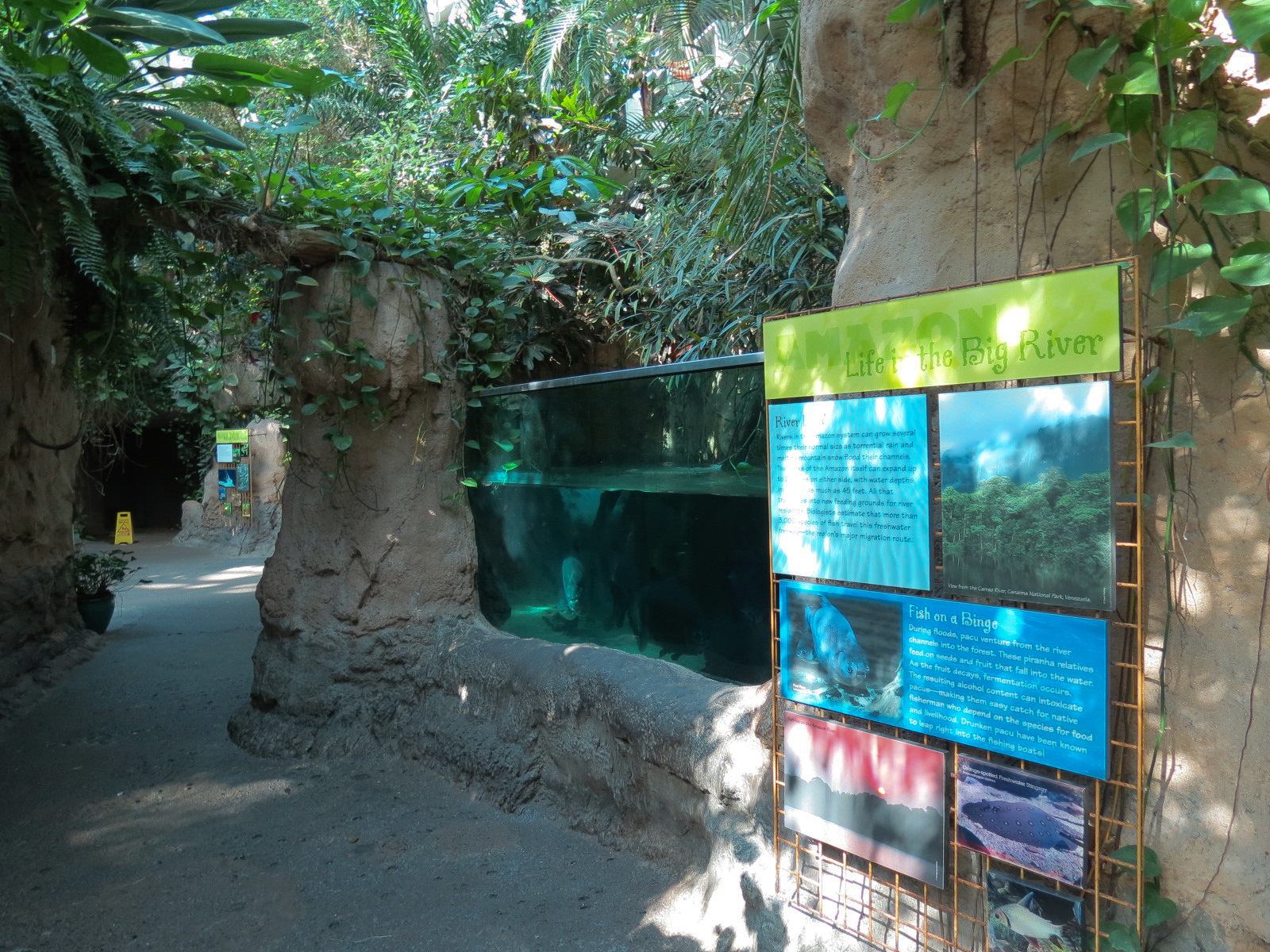 Amazon Rainforest - 'Life In The Big River' Exhibit