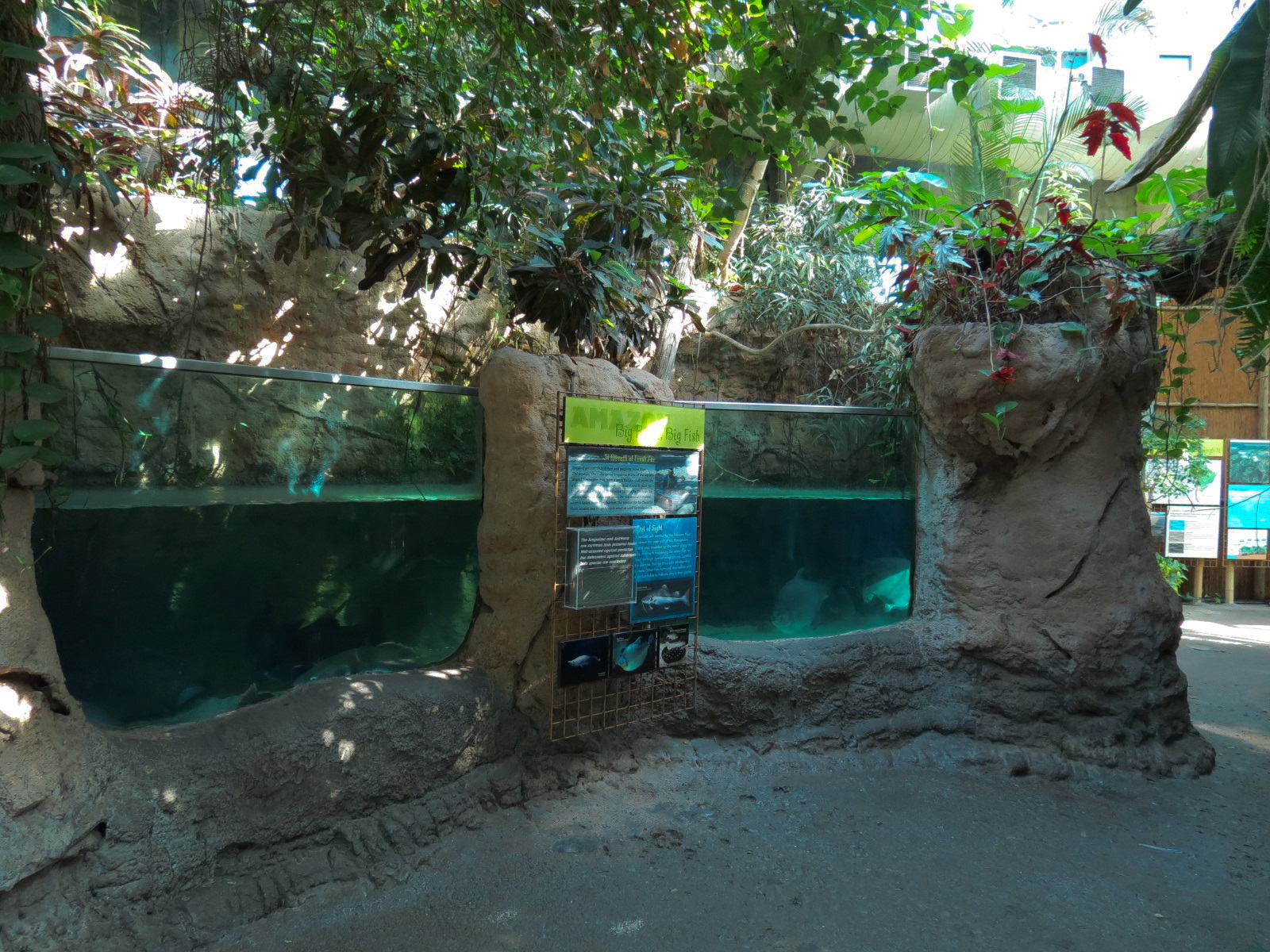 Amazon Rainforest - 'Life In The Big River' Exhibit