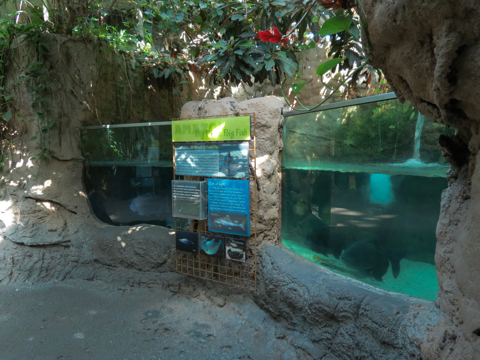 Amazon Rainforest - 'Life In The Big River' Exhibit