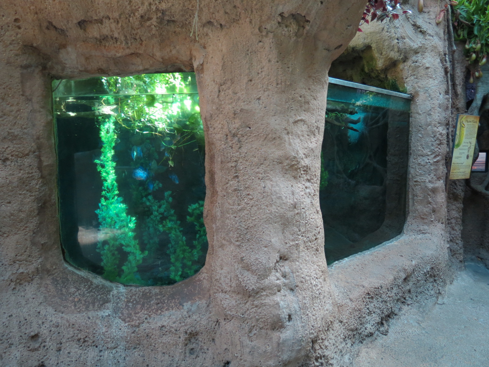 Amazon Rainforest - 'River's Edge' Exhibit