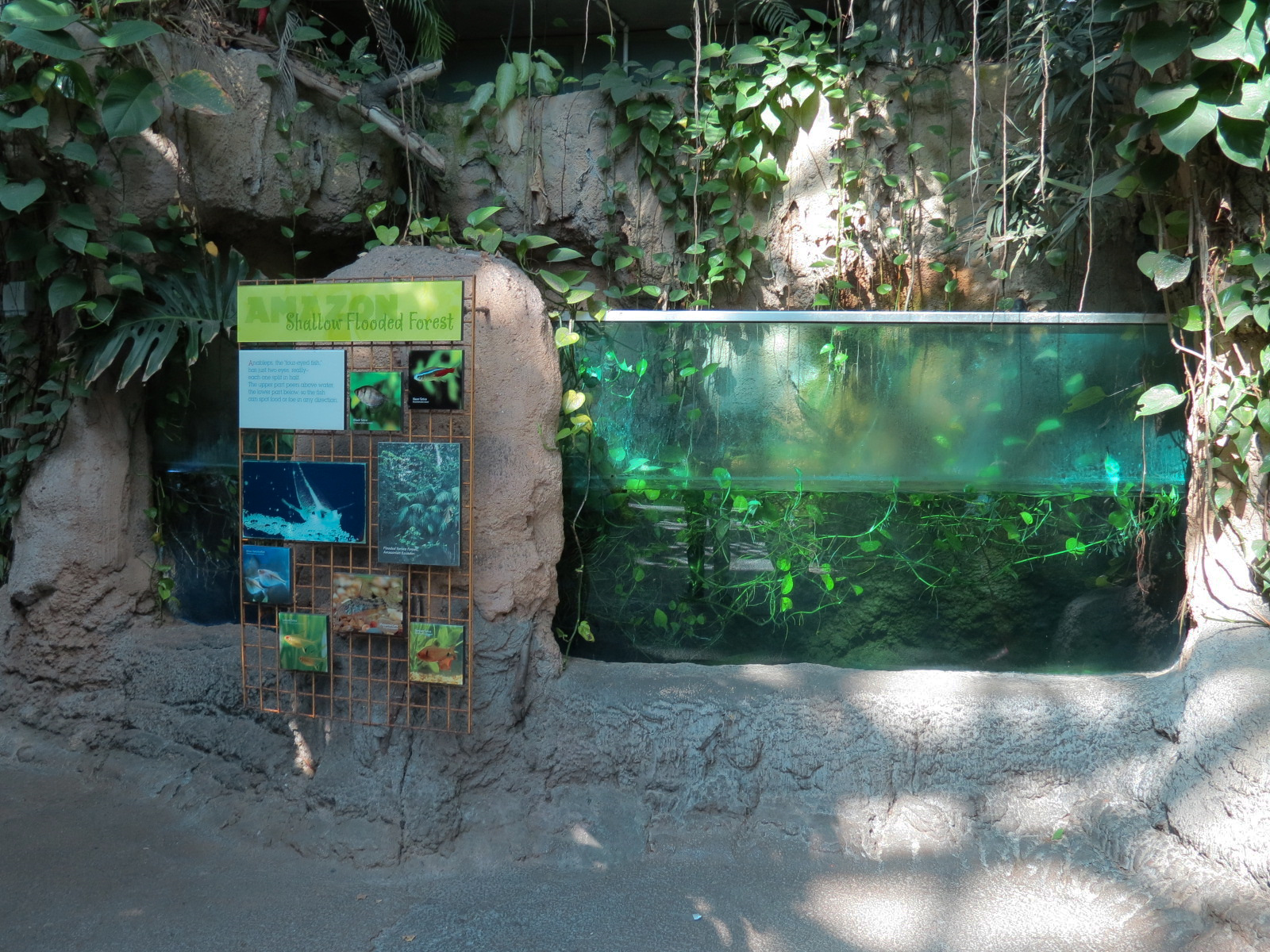 Amazon Rainforest - 'Shallow Flooded Forest' Exhibit