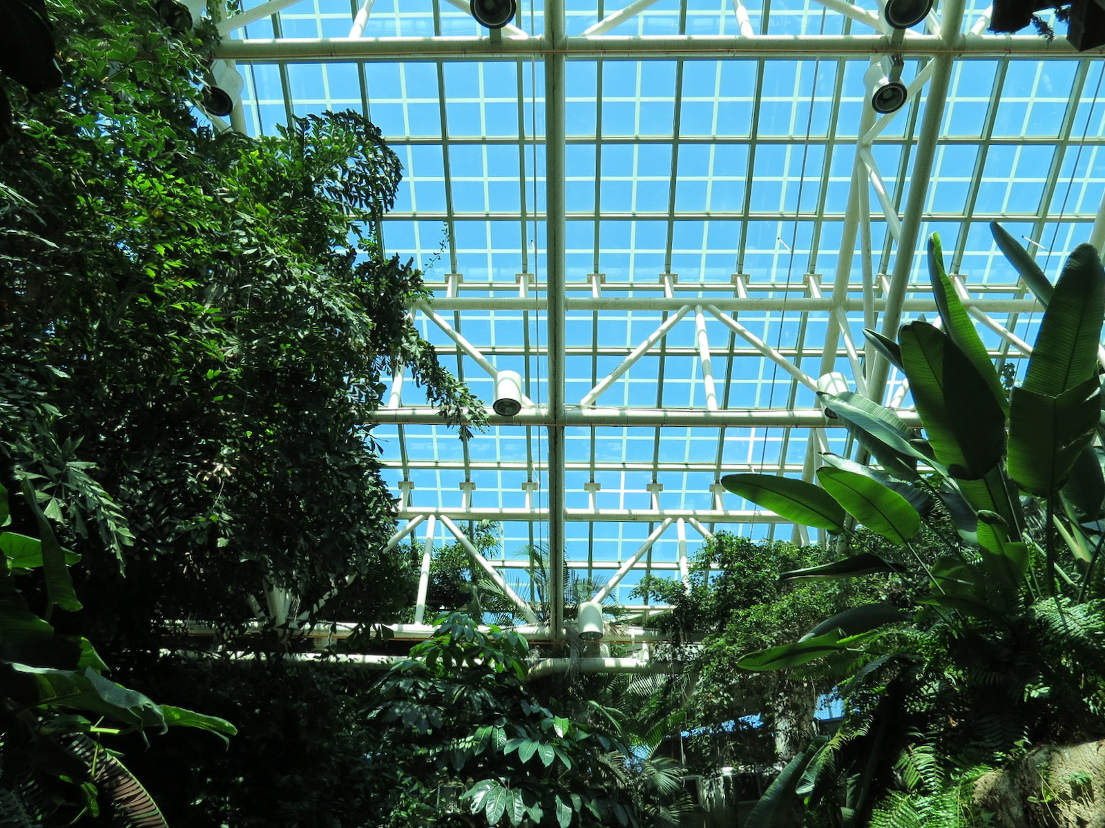 Amazon Rainforest - Skylight