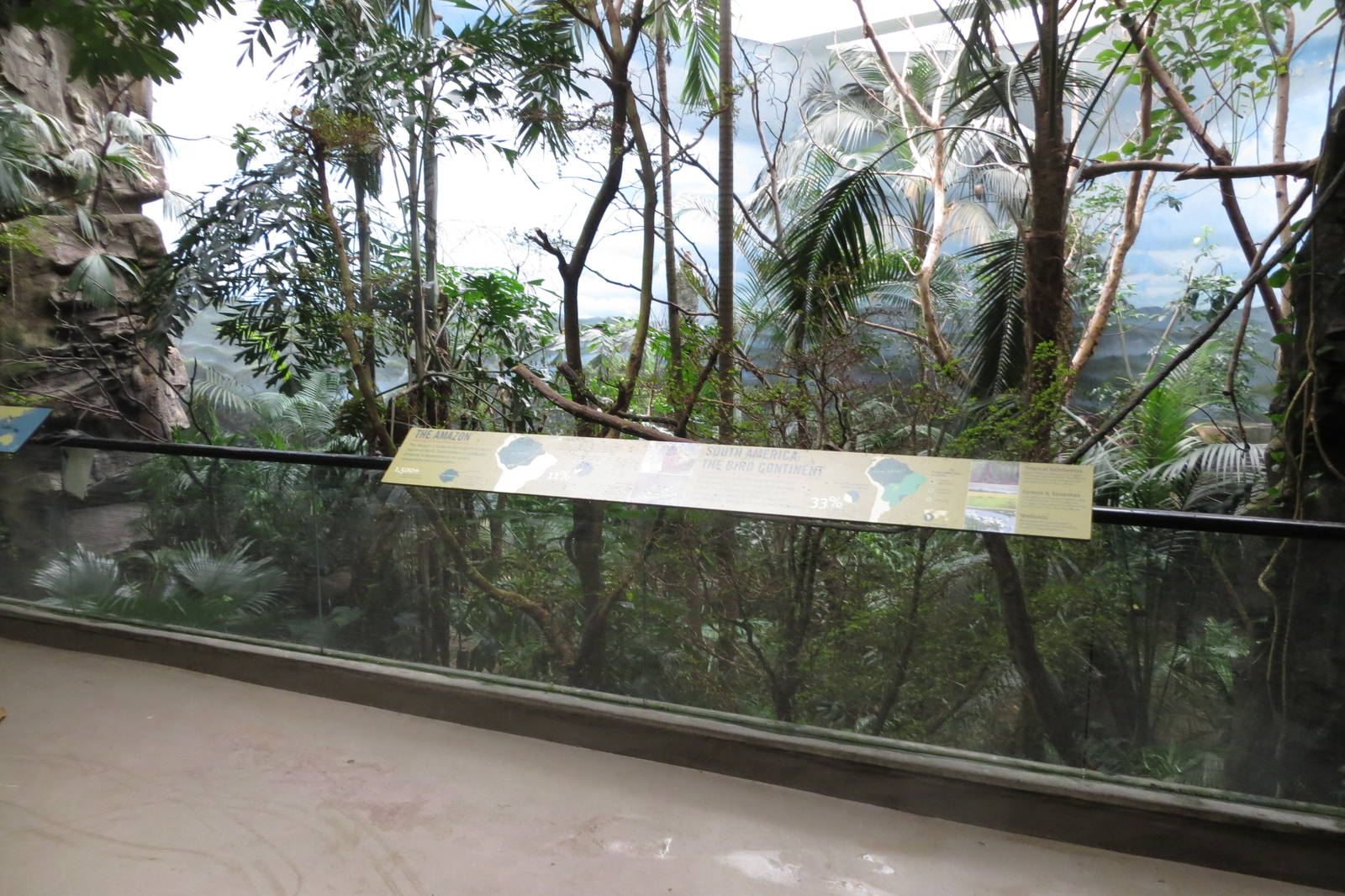 Amazon rainforest - World of Birds 031215