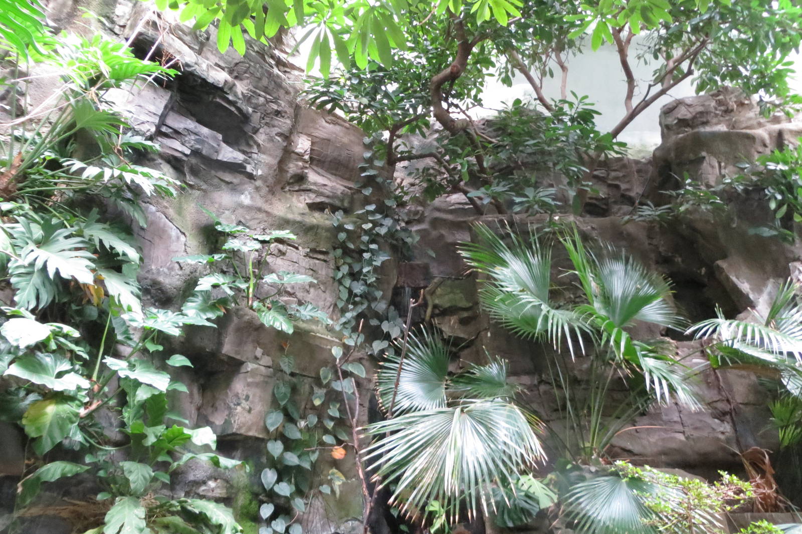 Amazon rainforest - World of Birds 031215