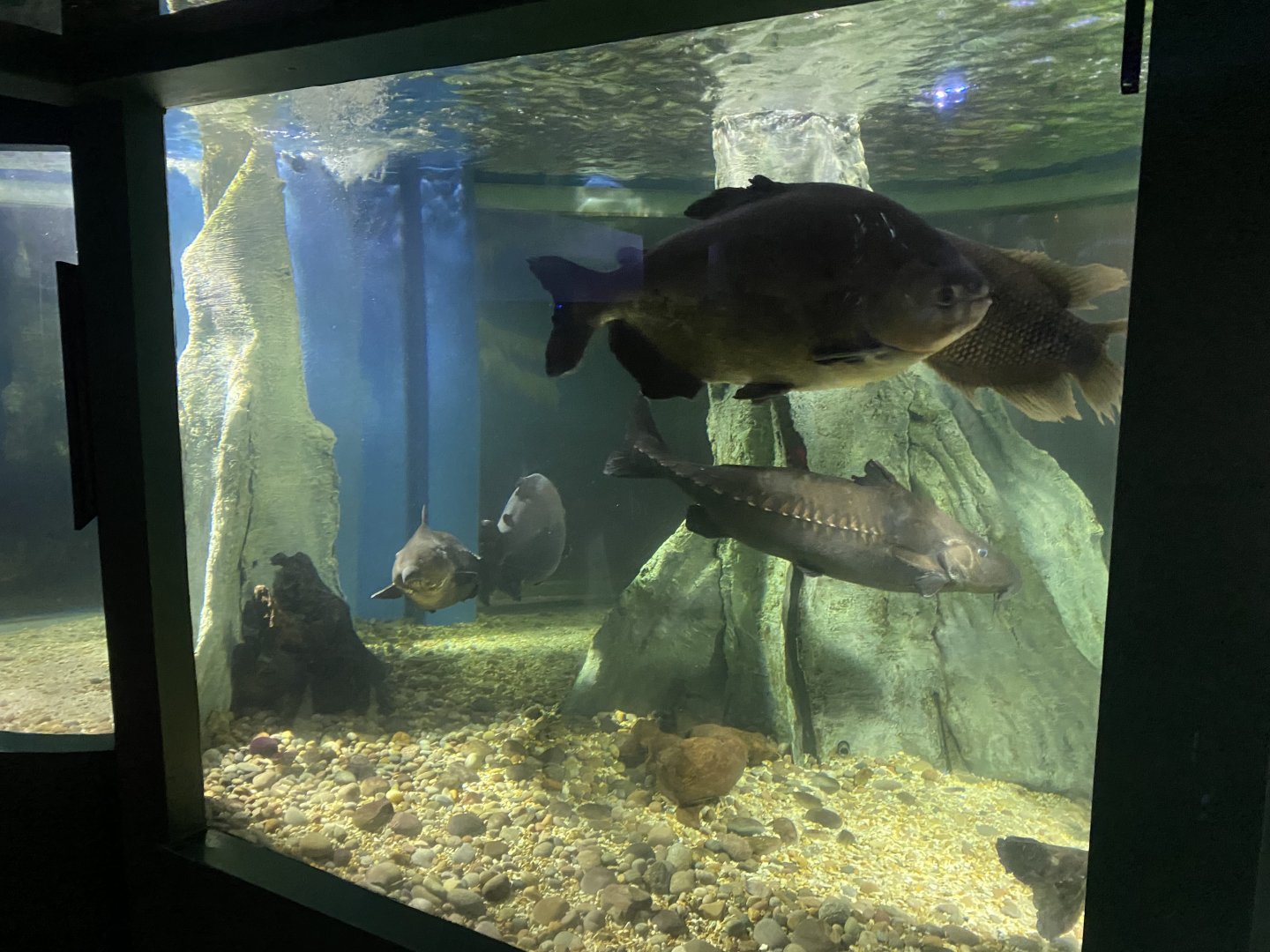 Amazon - Red-bellied pacu/Ripsaw catfish 070124