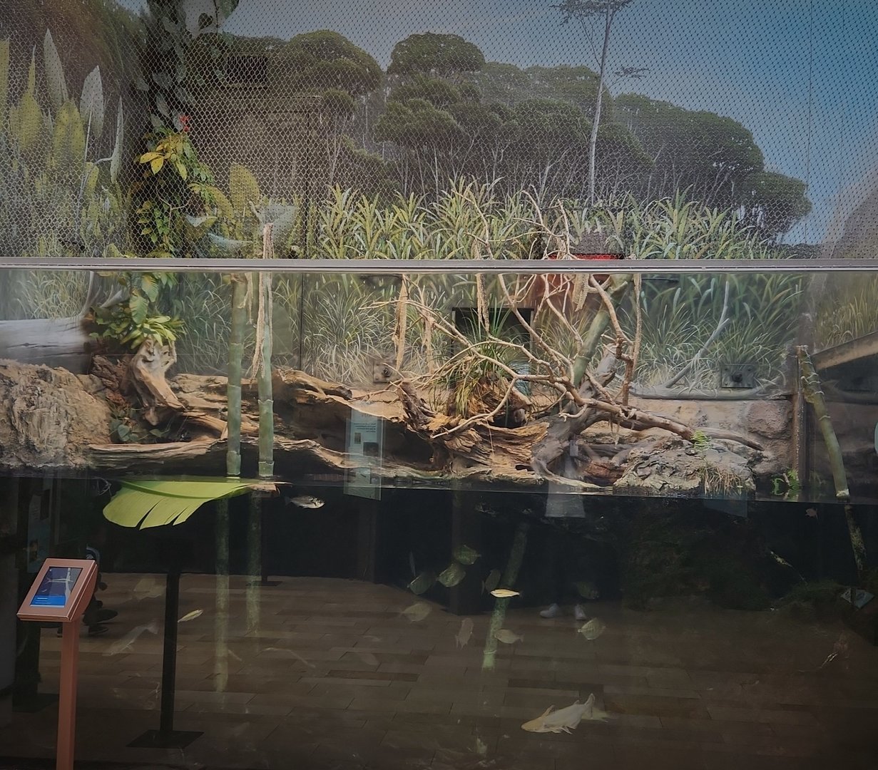 Amazon Rising: Anaconda Exhibit (Front View)