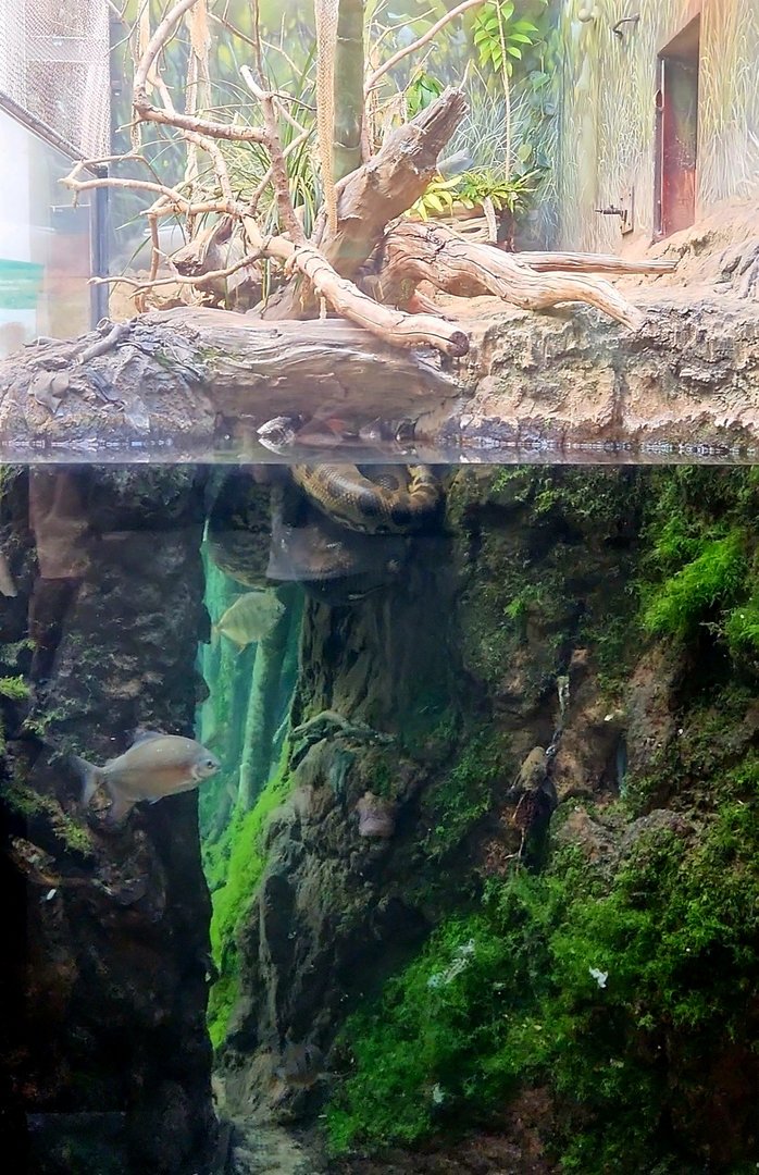 Amazon Rising: Anaconda Exhibit (Side View)