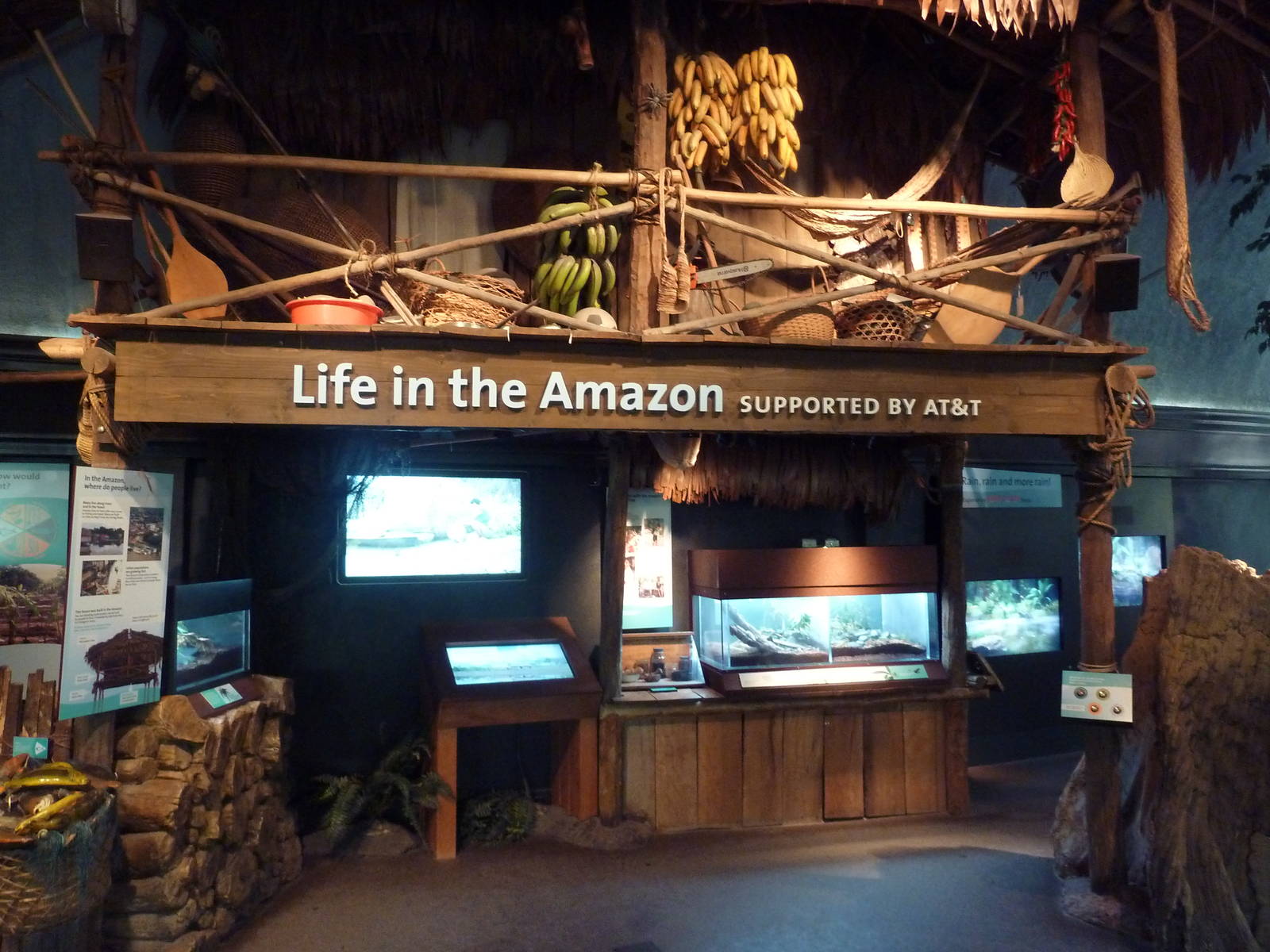 Amazon Rising - Assorted Terrariums