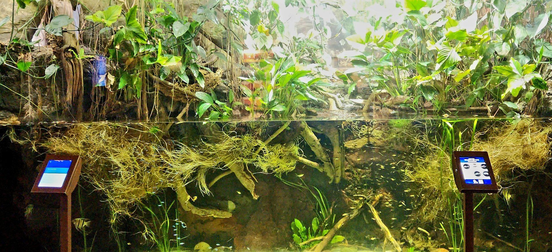 Amazon Rising: Beauty of the Amazon