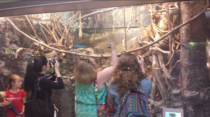 Amazon Rising - Bolvian Grey Titi Monkey + Goeldi's Marmoset + Pygmy Marmos