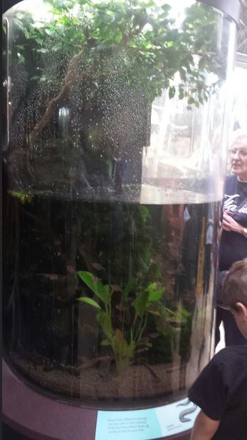 Amazon Rising - Caecilian + Four-eyed Fish Exhibit