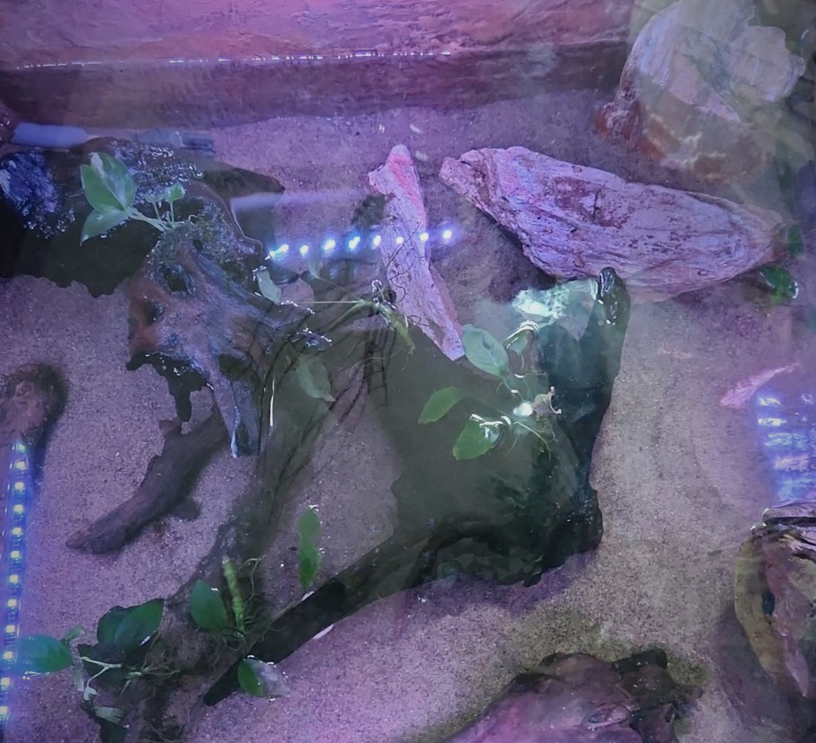 Amazon Rising: Caecilian Tank