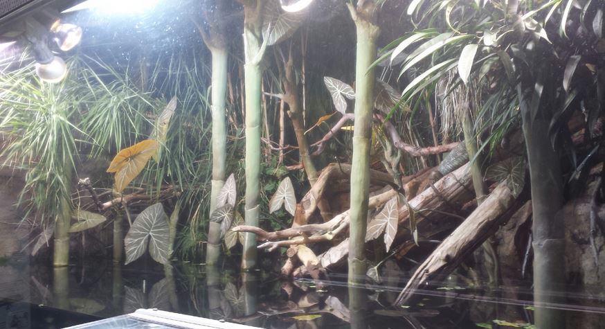 Amazon Rising - Caiman Lizard Exhibit