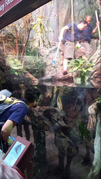 Amazon Rising - Cuvier's Dwarf Caiman Exhibit