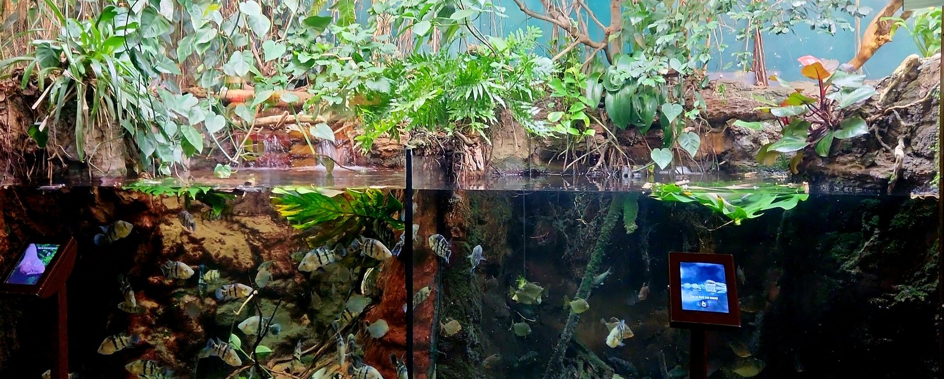 Amazon Rising: Diversity