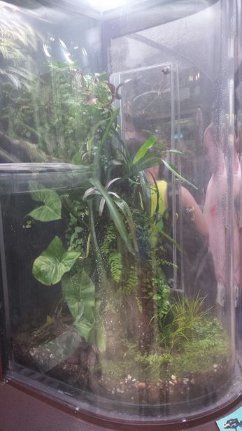 Amazon Rising - Dyeing Poison Dart Frog + South American Clown Tree Frog