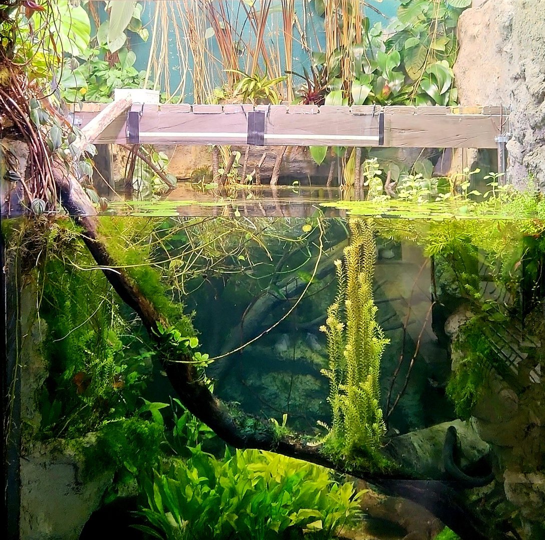 Amazon Rising: Electric Eel Exhibit