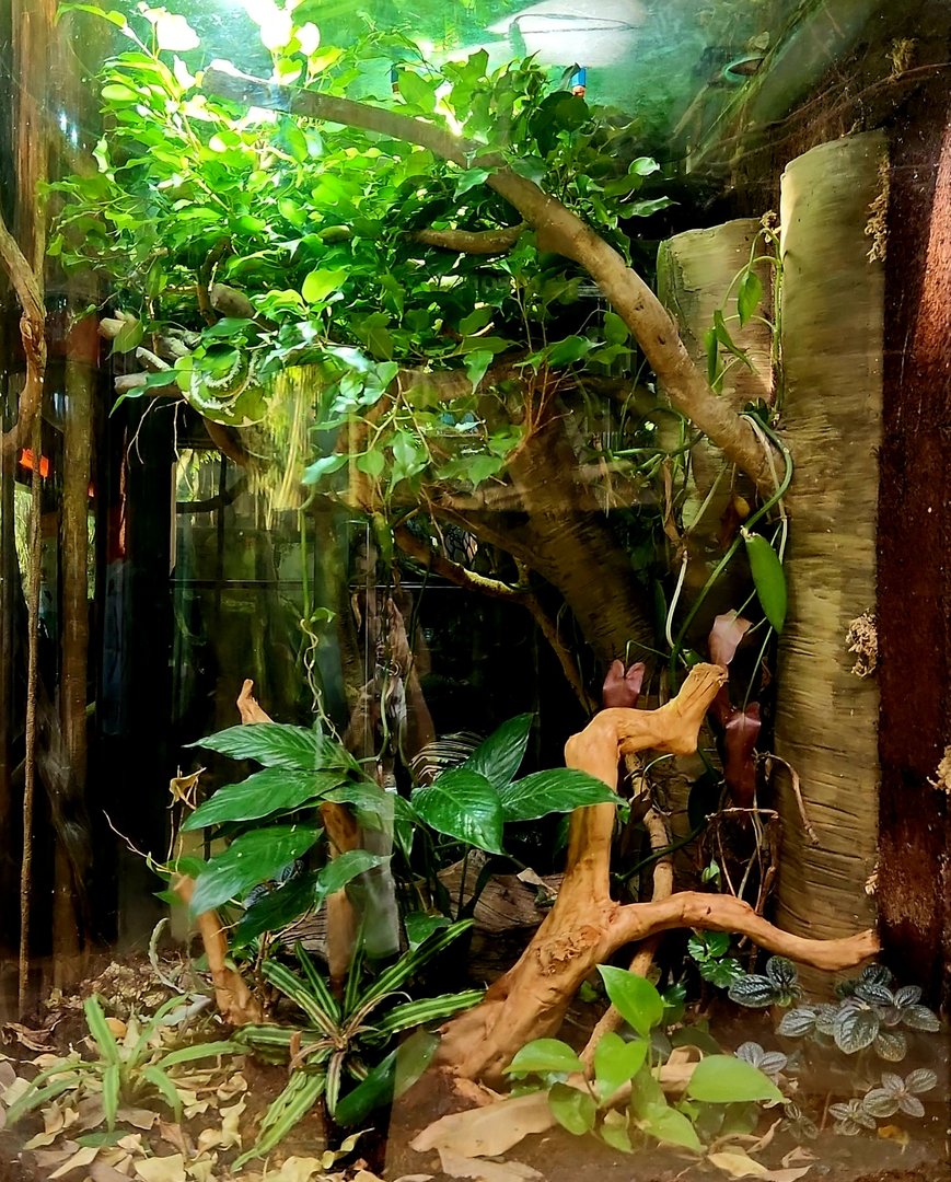 Amazon Rising: Emerald Tree Boa Vivarium