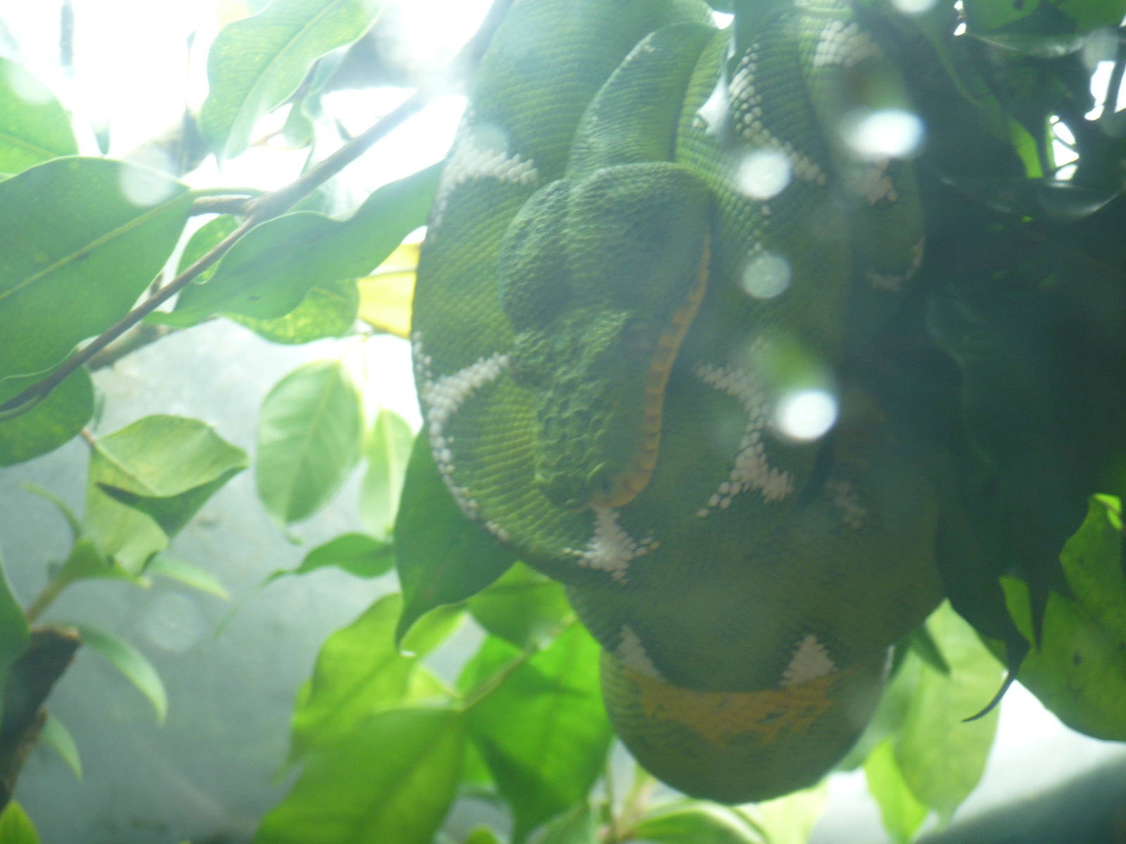Amazon Rising Exhibit- Emerald Tree Boa