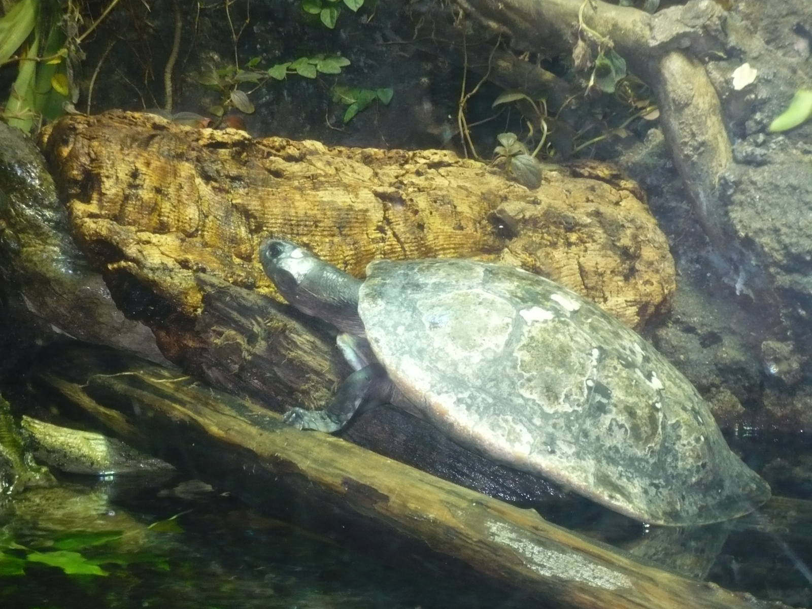 Amazon Rising Exhibit-  Turtle