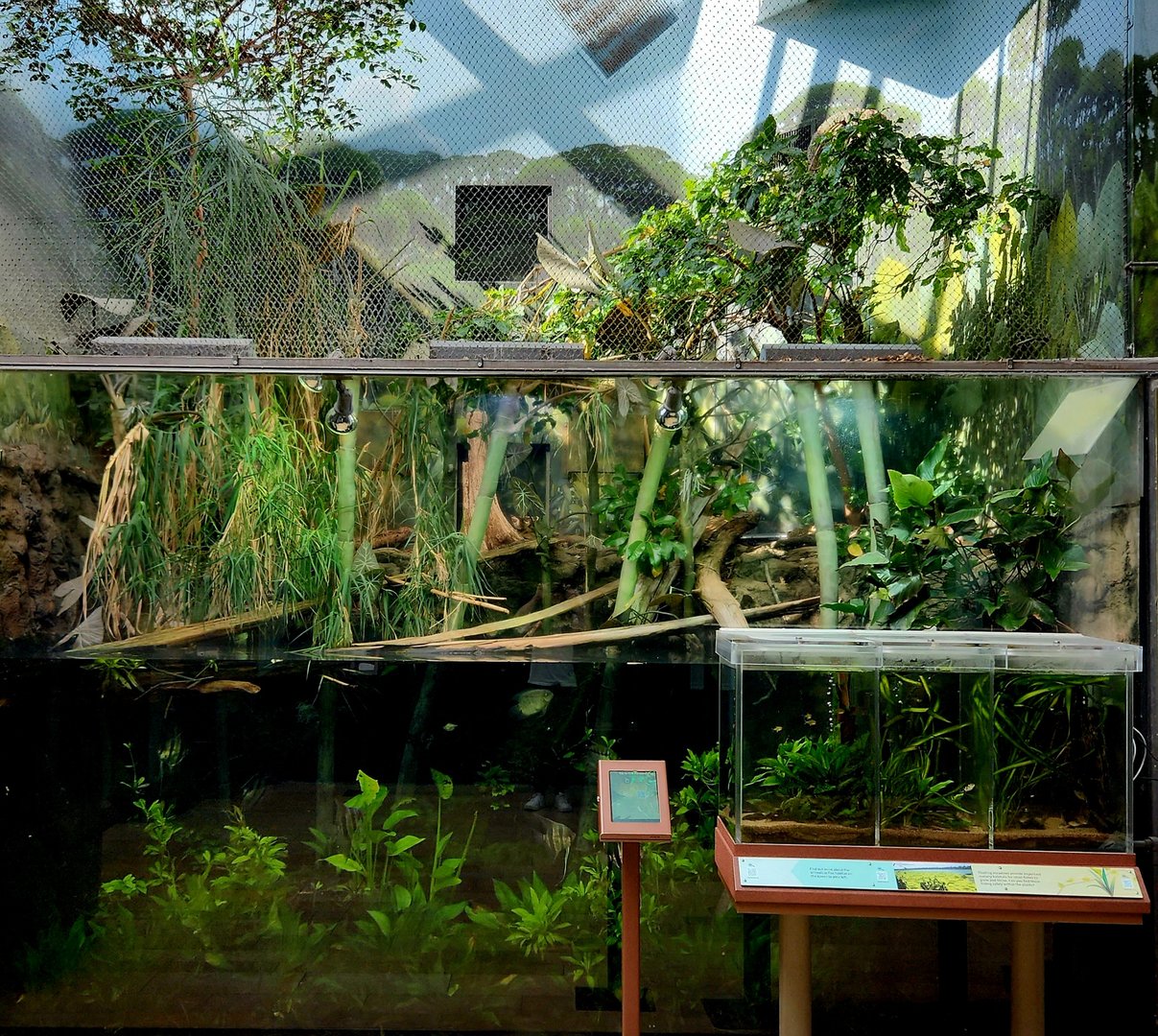 Amazon Rising: Floating Meadow