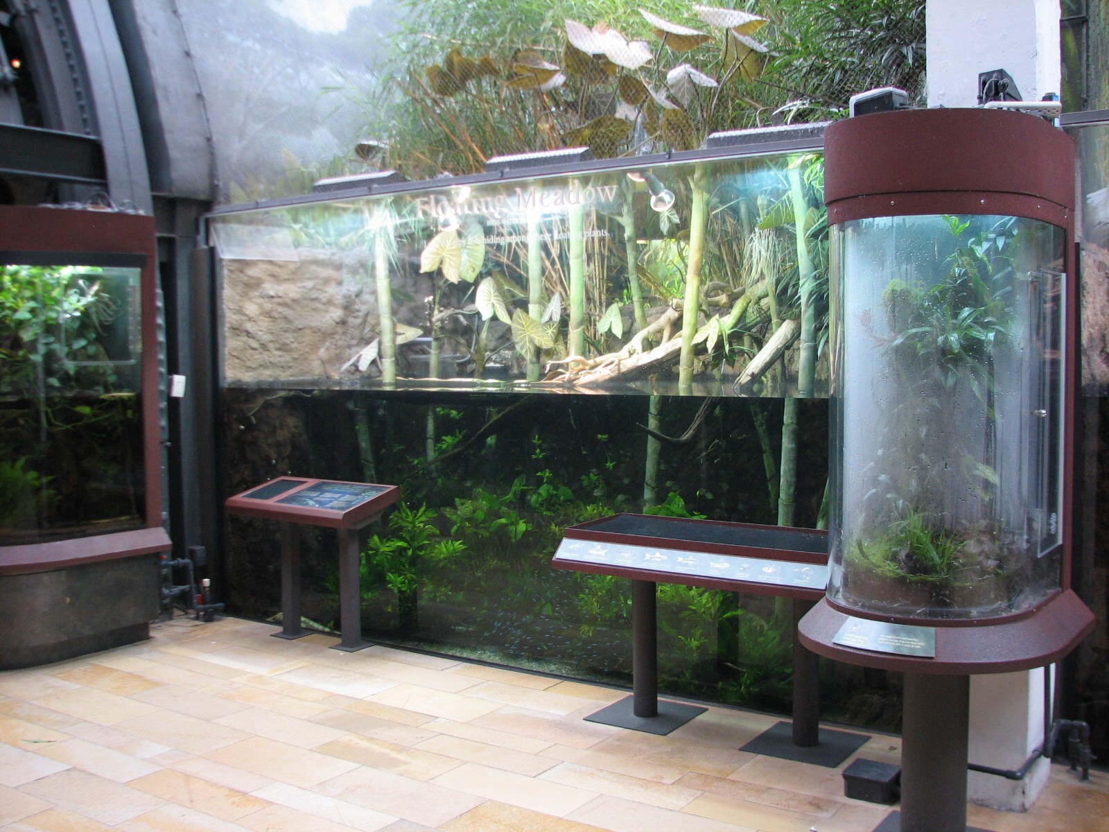 Amazon Rising - Floating Meadows and South American Clown Tree Frog Exhibit