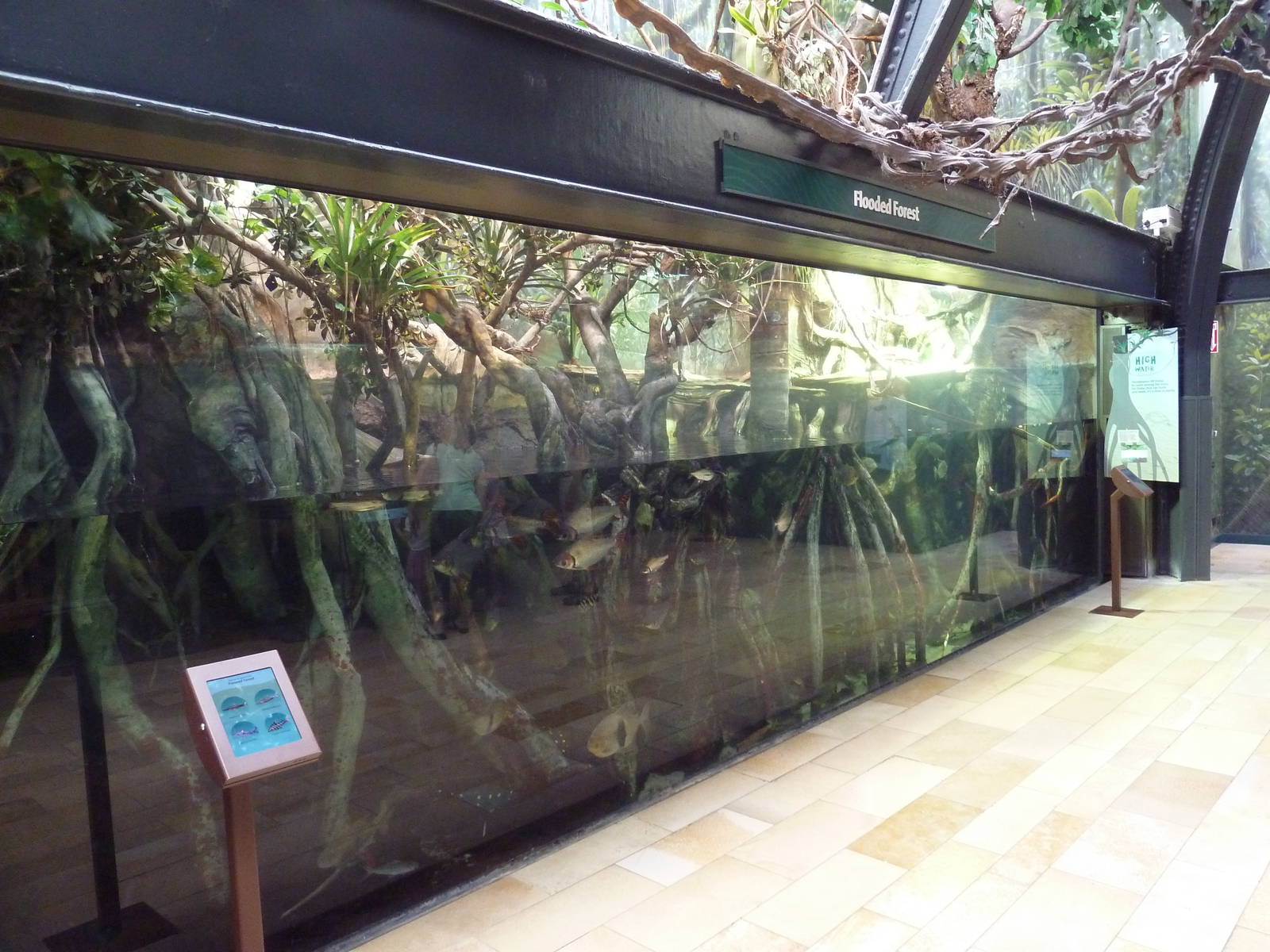 Amazon Rising - Flooded Forest Exhibit (30 Species)