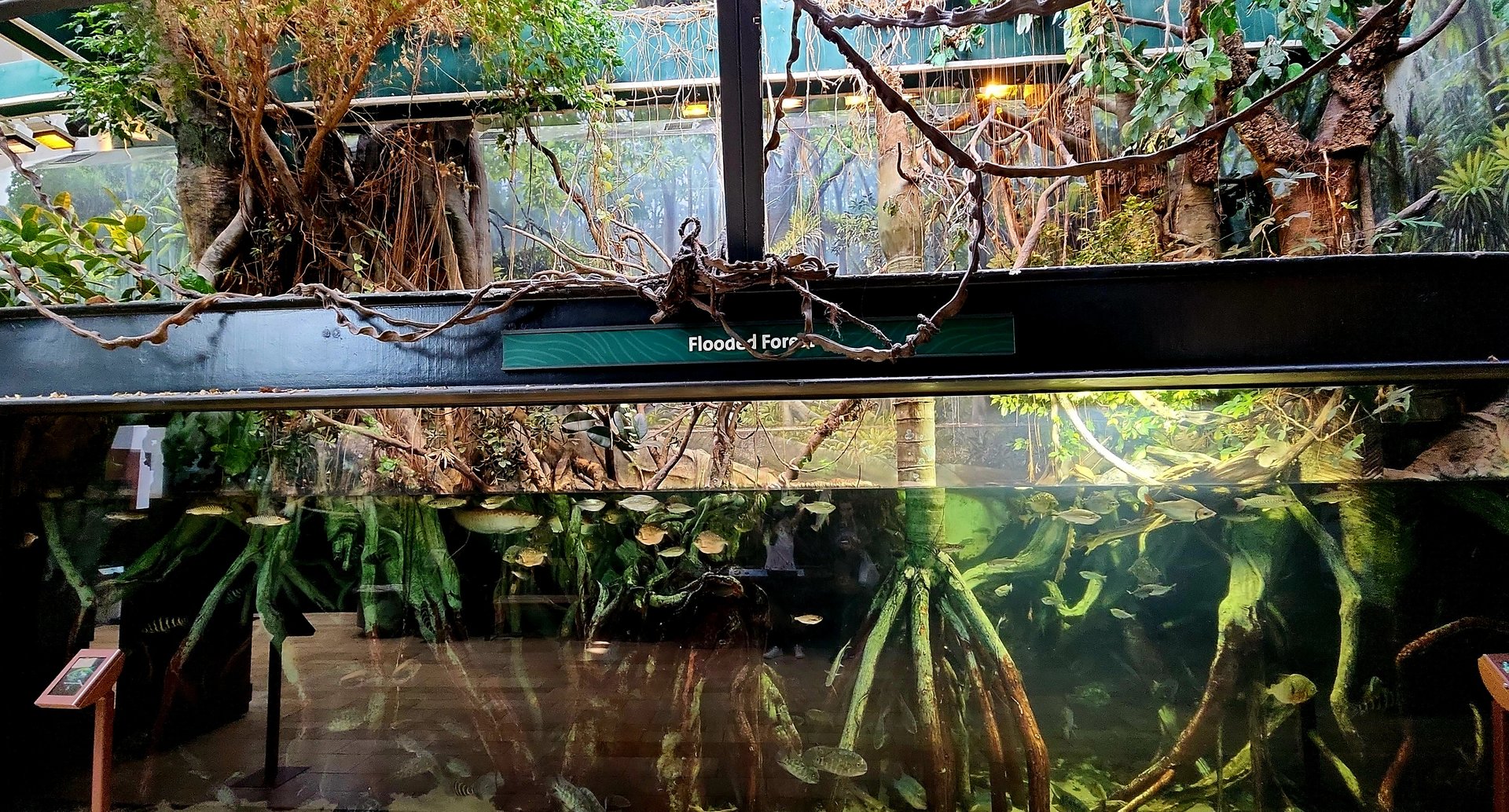 Amazon Rising: Flooded Forest