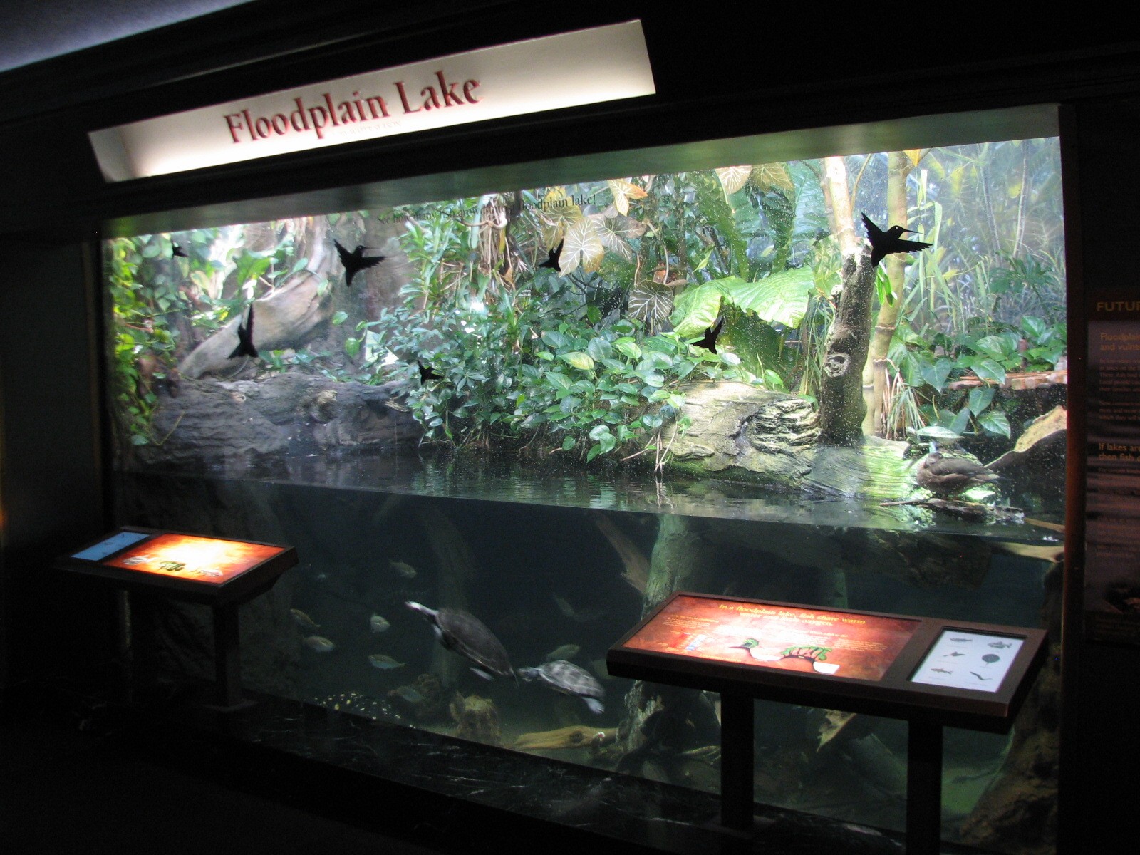 Amazon Rising - Floodplain Lake Exhibit