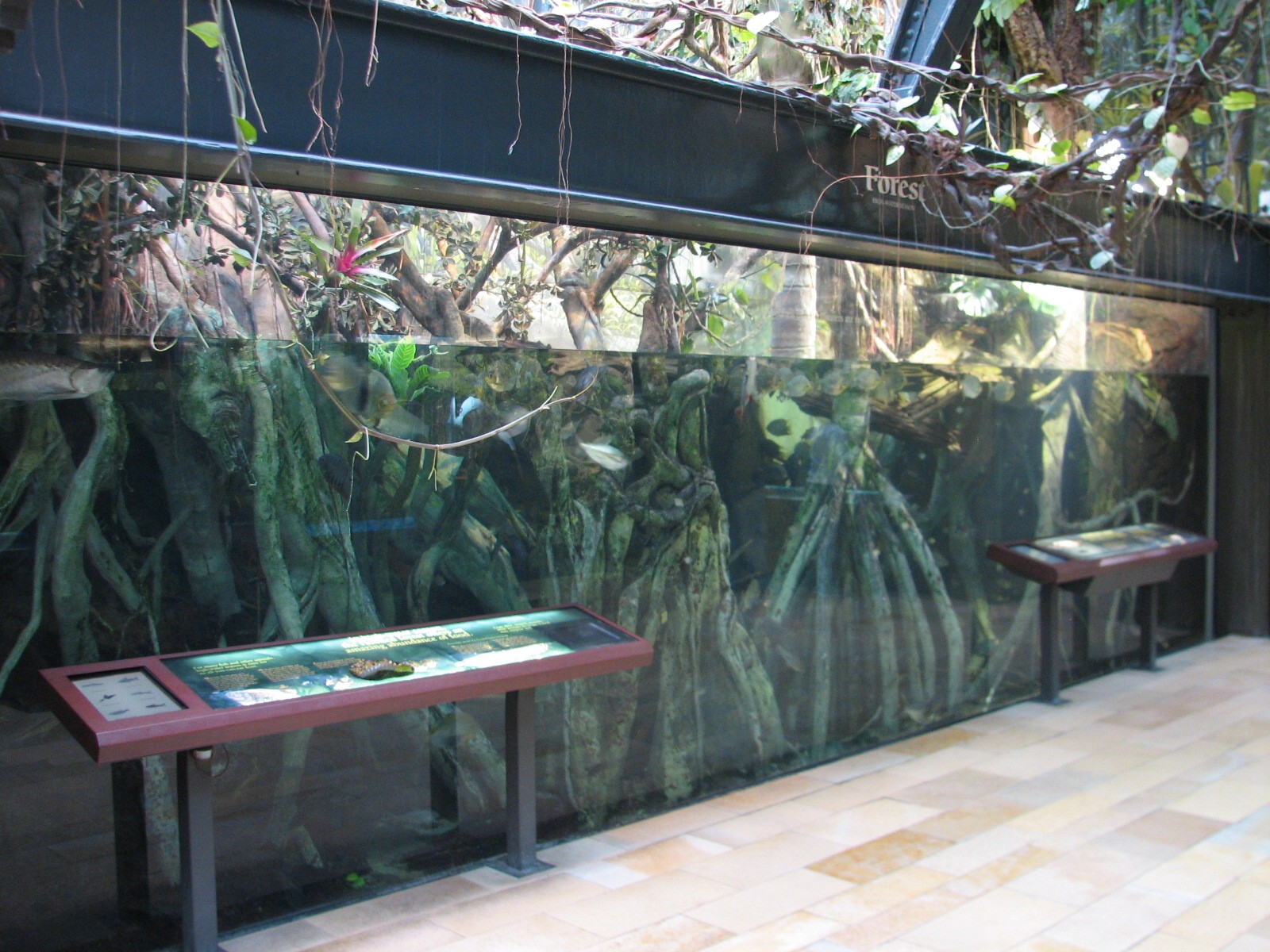 Amazon Rising - Forest in High Water Season Exhibit