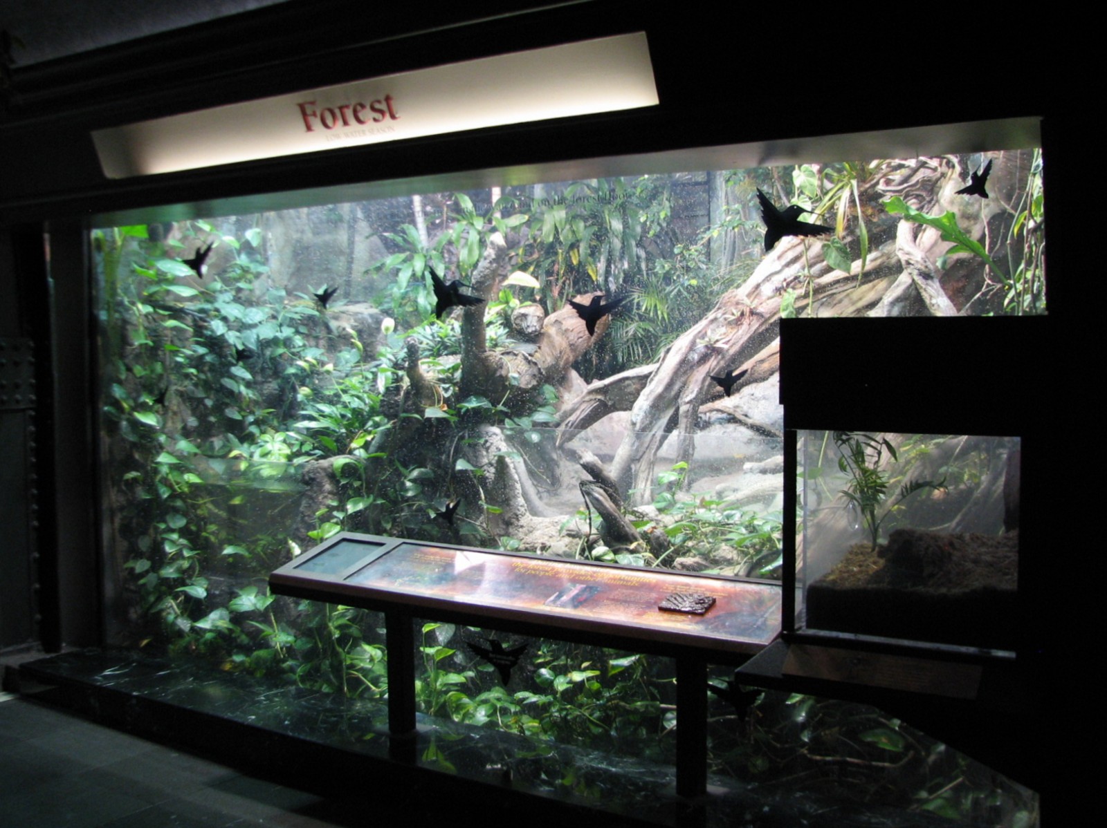 Amazon Rising - Forest in Low Water Season Exhibit