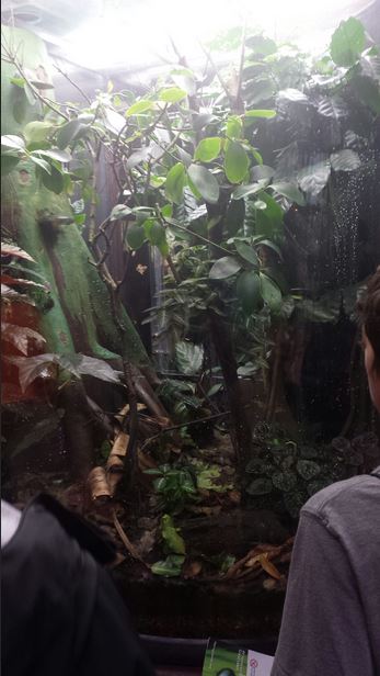 Amazon Rising - Fringed Leaf Frog Exhibit