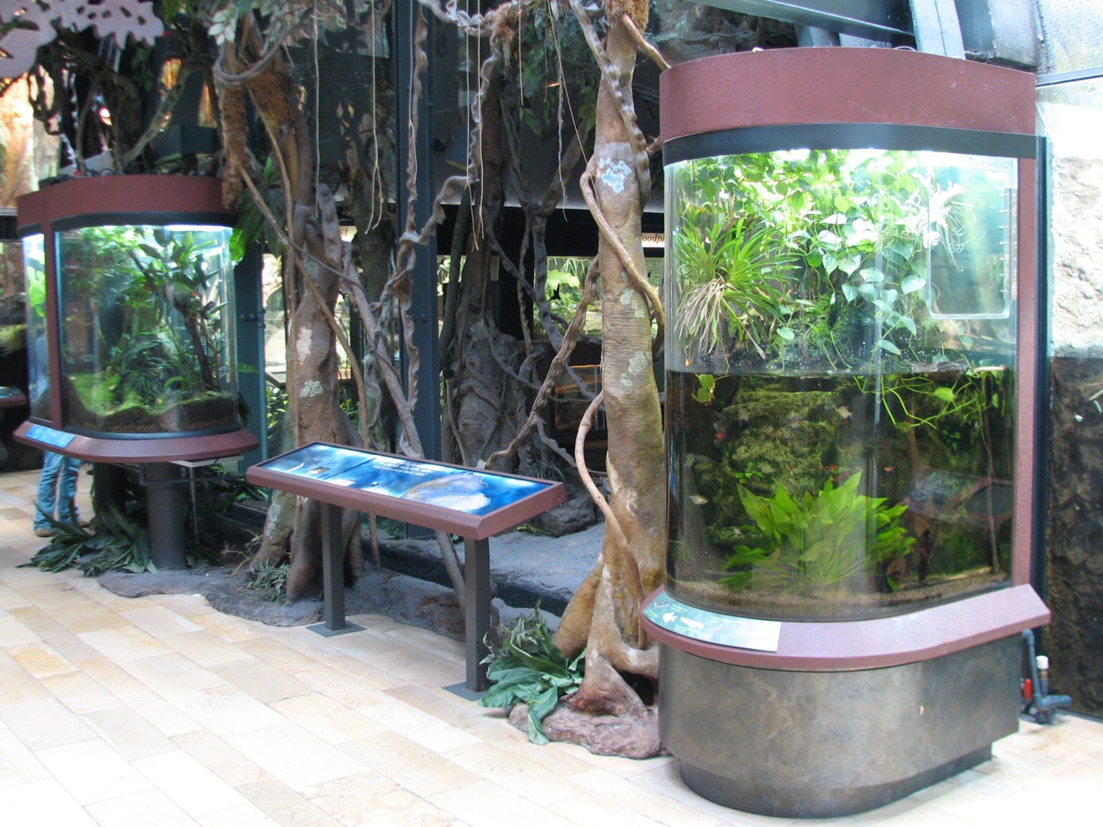 Amazon Rising - Frog and Turtle Exhibits